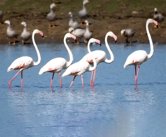 Migratory birds Jawai Dam flamingos Rajasthan