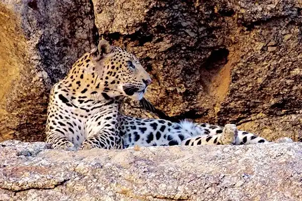 Jawai Leopard Safari