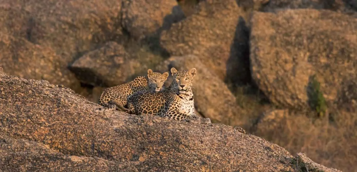 Jawai leopard sighting