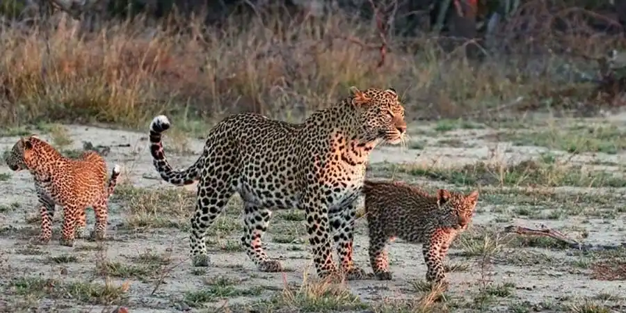 jawai-leopard-safari-timing