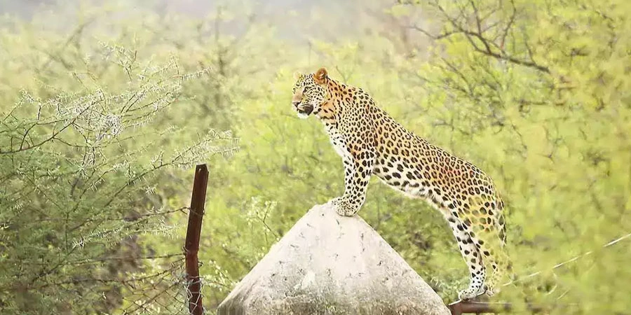 where-to-see-leopards-in-rajasthan-india