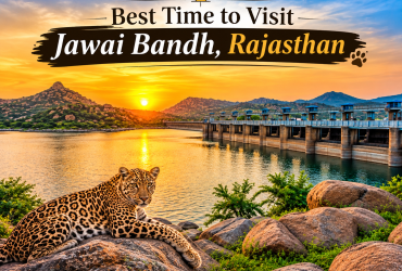 Leopard at Jawai Bandh, Rajasthan during sunset with dam and rocky landscape.