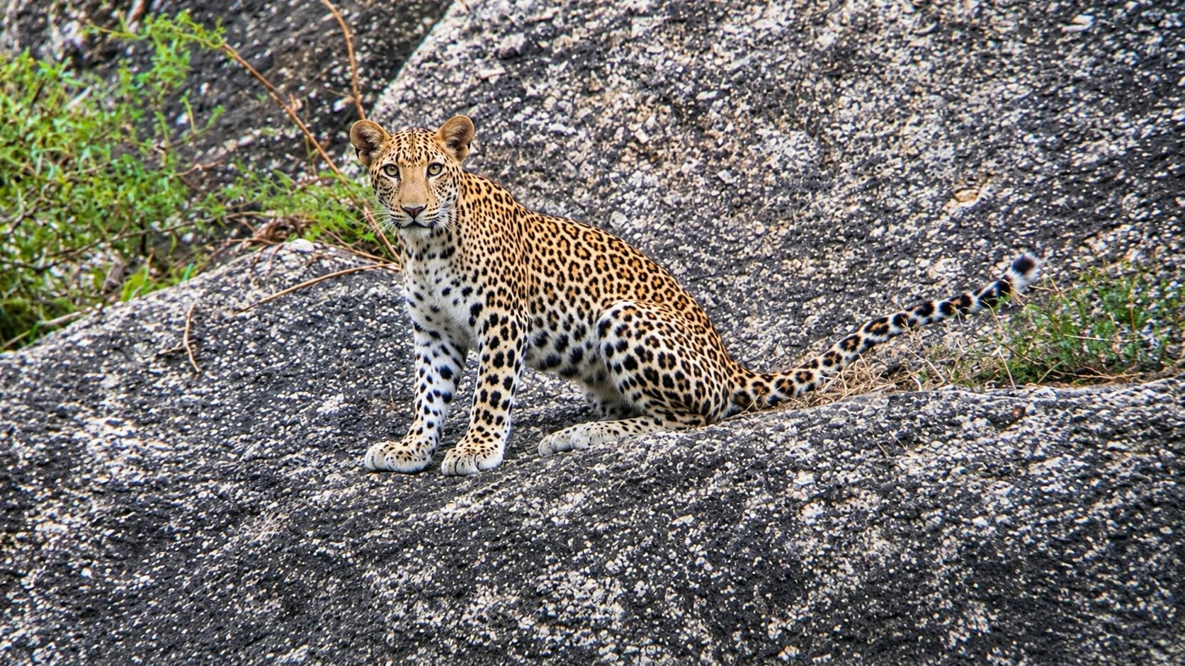 Leopard sitting on rocky terrain in Jawai, Rajasthan