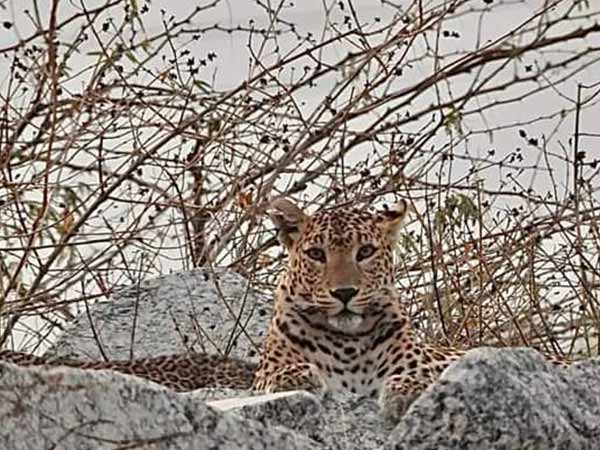 jawai-leopard-camp-price