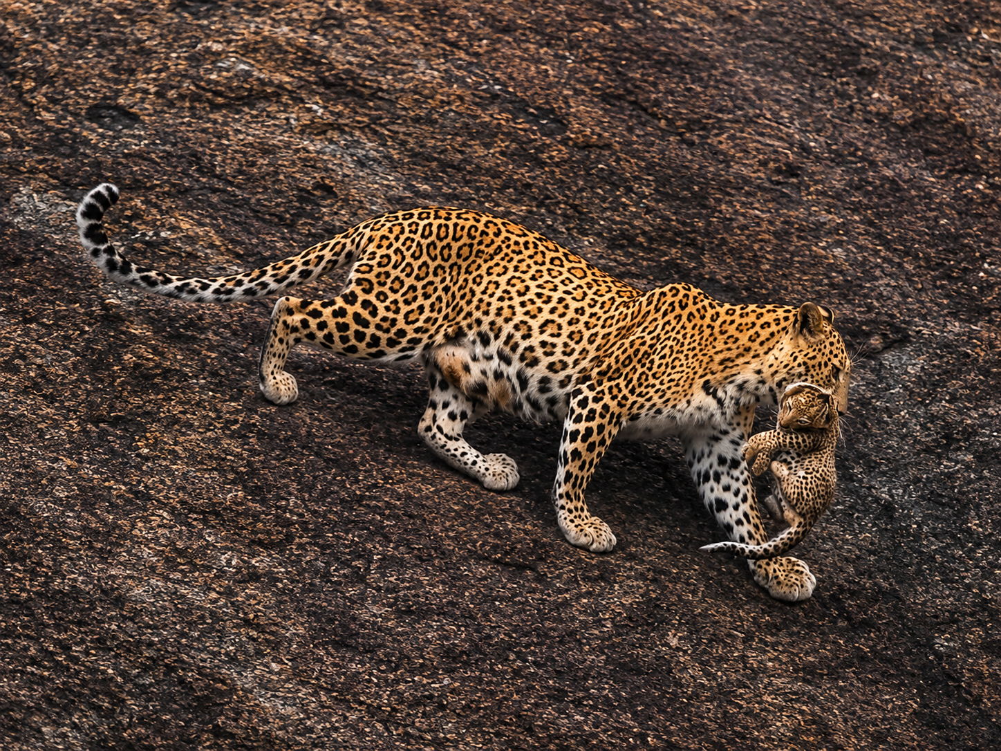 Leopard sighting during Jawai wildlife safari