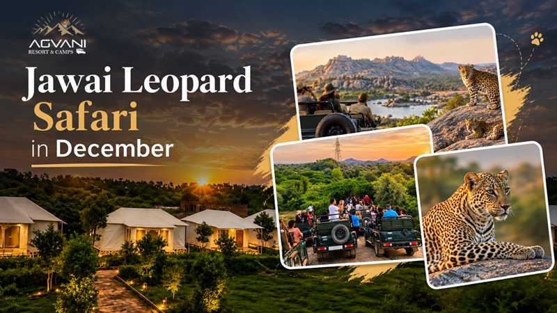 Jawai Leopard Safari in December: What to Expect and How to Book