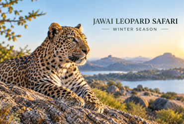 Jawai leopard safari in winter season with a leopard resting on a granite rock