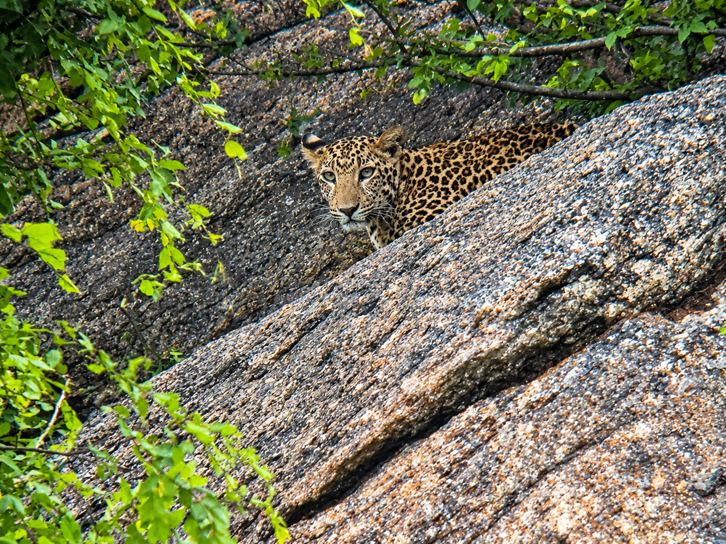 Leopard hiding among rocky terrain in Jawai, Rajasthan