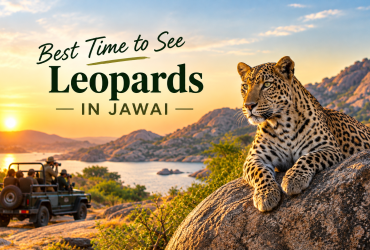 Best time to see leopards in Jawai with a leopard resting on granite rocks during a safari