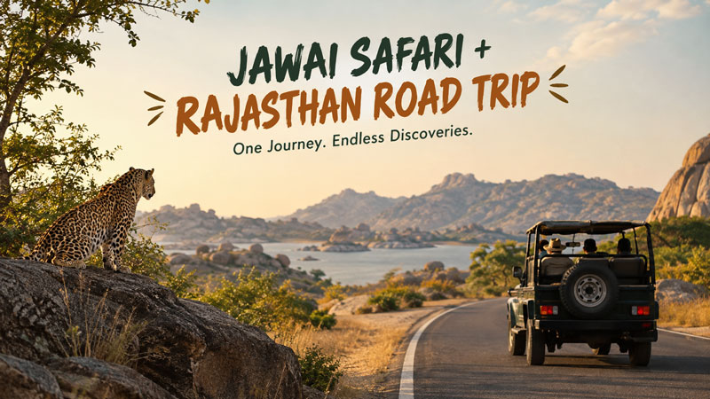 Can You Combine a Jawai Leopard Safari with a Rajasthan Road Trip?