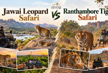 Jawai Leopard Safari vs Ranthambore Tiger Safari comparison