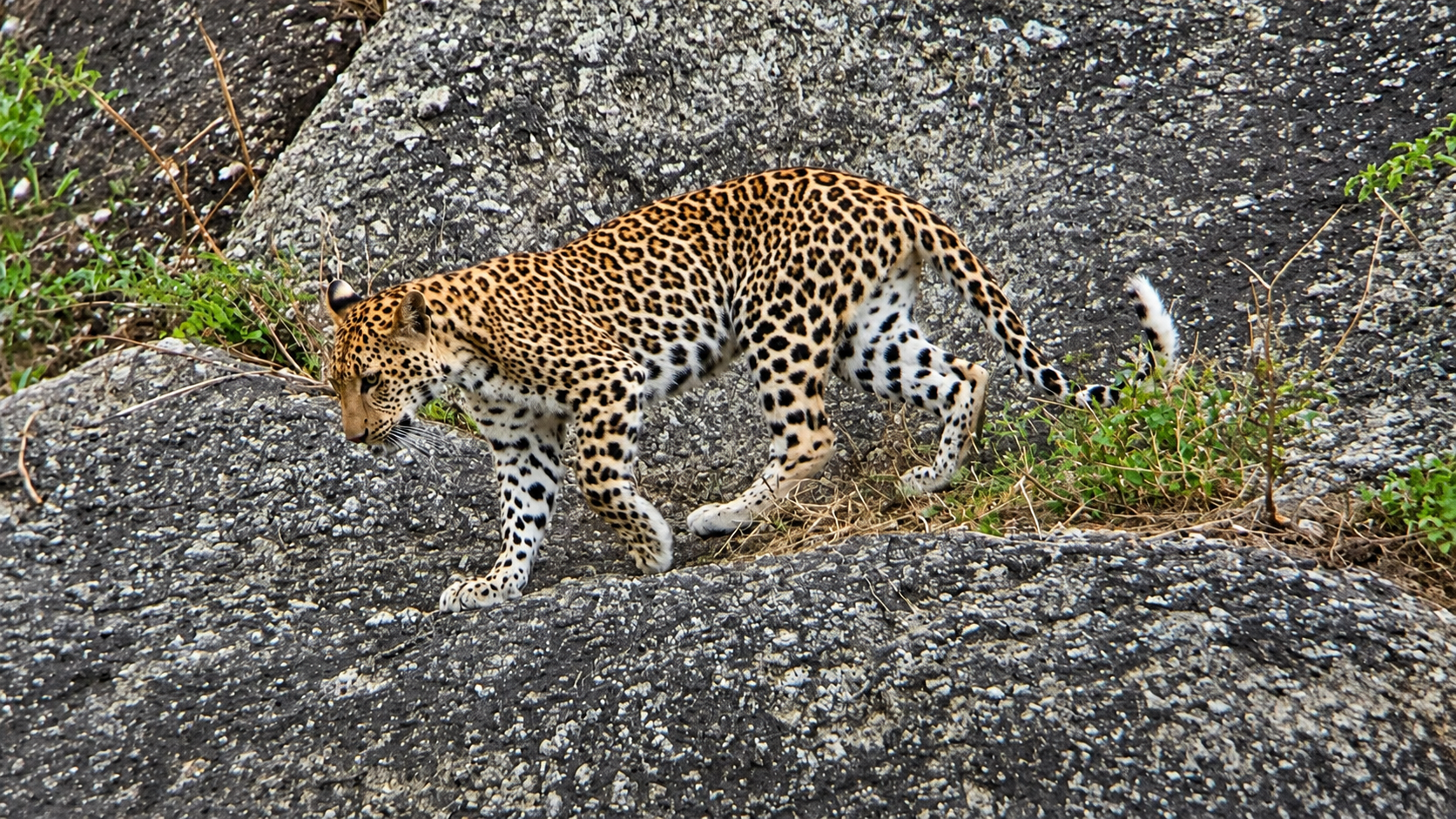 Leopard resting on a granite rock in Jawai, Rajasthan