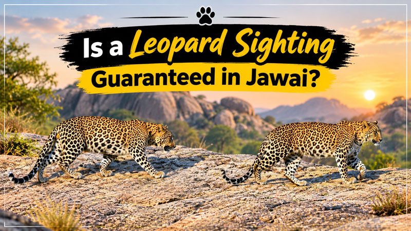 Is a Leopard Sighting Guaranteed in Jawai? The Honest Odds