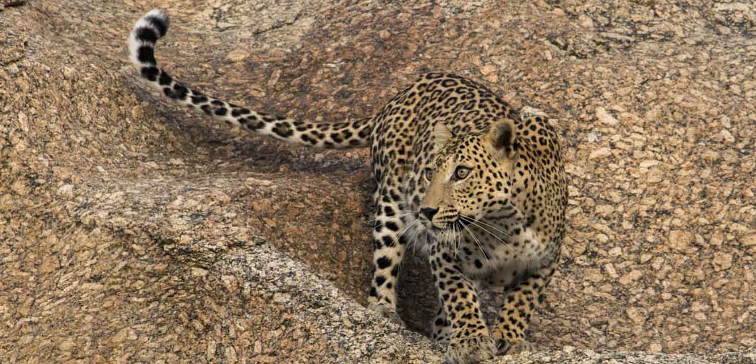 leopard-safari-bera