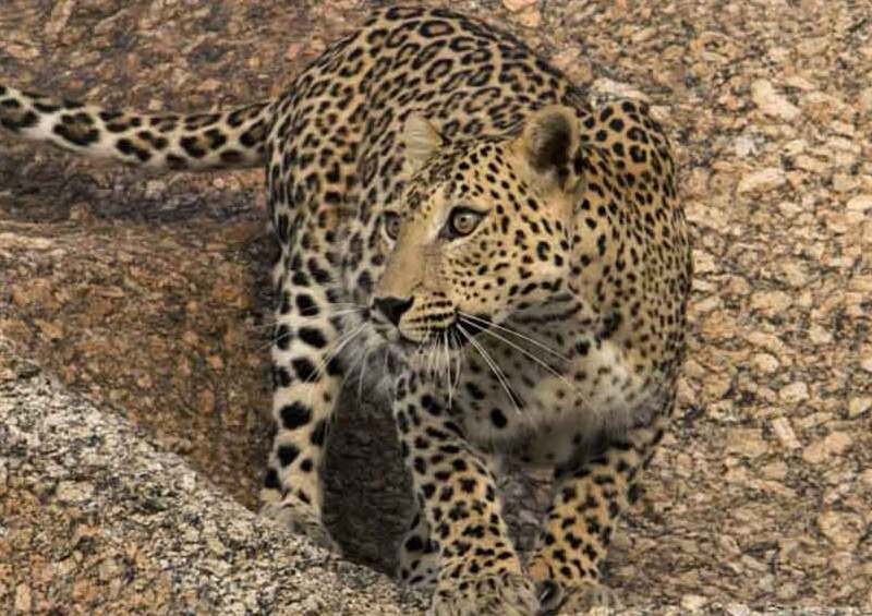 Leopard Safari Bera Rajasthan