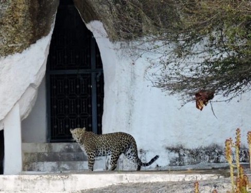 Temple & Leopard Tour